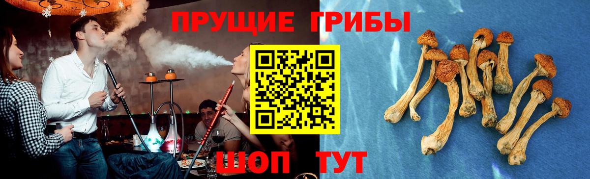 Галлюциногенные грибы GOLDEN TEACHER  Вход с VPN  Курган  Псилоцибиновые грибы прущие грибы 